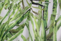 Блузочно-плательный хлопковый батист зеленый бамбук